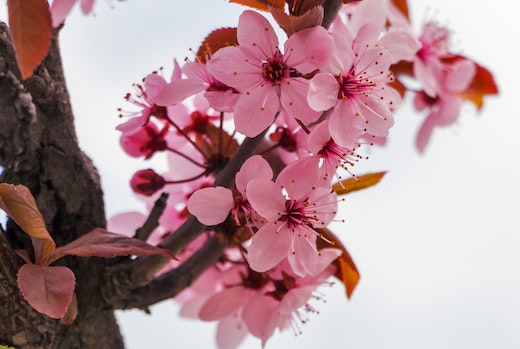 Cherry blossom Georgia